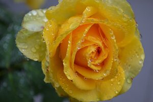 yellow rose