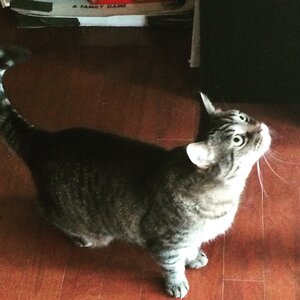 Swag money TigerApples