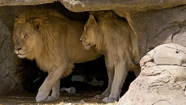 Lion cave. Пещерный Лев. Львиная пещера. Жилище Льва. Лев в пещере.