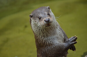 Otter Person